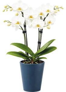 Ghiveci flori Lafiora Alma ceramică Ø 13,5 cm H 16 cm albastru
