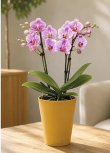 Ghiveci flori Lafiora Alma ceramică Ø 13,5 cm H 16 cm galben