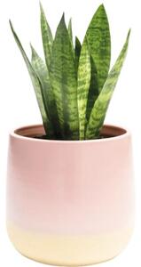 Mască ghiveci Lafiora Equivocal ceramică Ø 18 cm H 17 cm roz