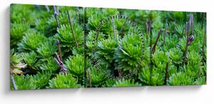Tablou - Aloe (cu ceas) (90x30 cm)