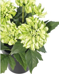Floare artificială Dalie în ghiveci Lafiora H 26 cm verde