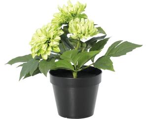 Floare artificială Dalie în ghiveci Lafiora H 26 cm verde