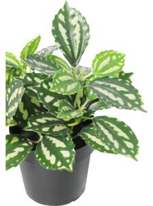 Floare artificială Pilea în ghiveci Lafiora H 21 cm verde alb