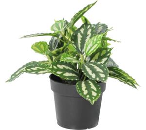 Floare artificială Pilea în ghiveci Lafiora H 21 cm verde alb