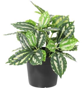 Floare artificială Pilea în ghiveci Lafiora H 21 cm verde alb