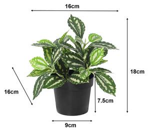 Floare artificială Pilea în ghiveci Lafiora H 21 cm verde alb