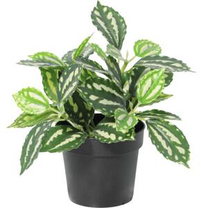 Floare artificială Pilea în ghiveci Lafiora H 21 cm verde alb