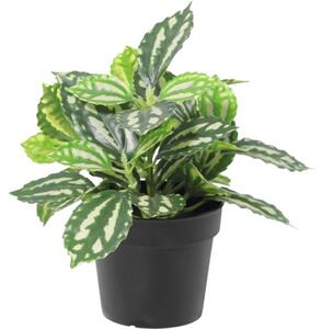 Floare artificială Pilea în ghiveci Lafiora H 21 cm verde alb