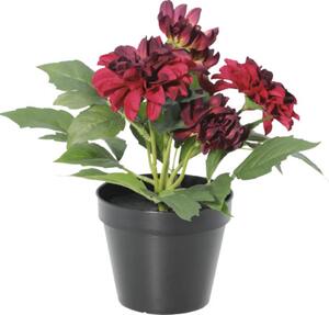Floare artificială Dalie în ghiveci Lafiora H 26 cm roșu închis