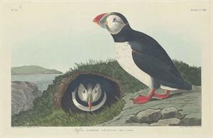 John James (after) Audubon - Reproducere Puffin, 1834, (40 x 26.7 cm)