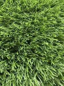 Gazon Artificial Sri Lanka, Inaltime Fir 30 mm, Latime 1m, Marime 100 x 100 cm, Verde, Antialergic, Polipropilena, Curte, Terasa, Balcon, Piscina, Loc