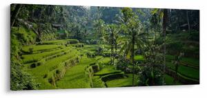 Tablou cu terasele cu orez Tegalalang, Bali (120x50 cm)