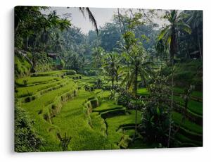 Tablou cu terasele cu orez Tegalalang, Bali (70x50 cm)
