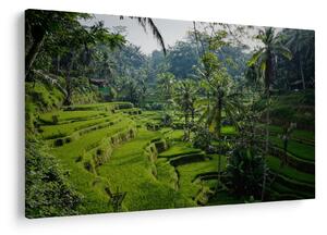 Tablou cu terasele cu orez Tegalalang, Bali (90x60 cm)