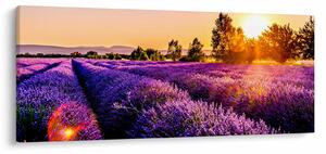 Tablou cu câmp de lavandă, Provincie (120x50 cm)