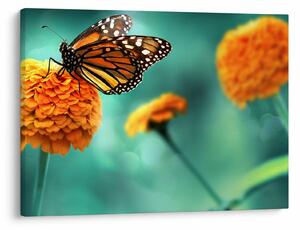 Tablou cu fluture (70x50 cm)