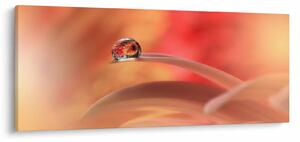 Tablou picăturii de rouă pe floare (120x50 cm)
