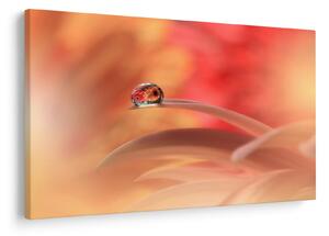 Tablou picăturii de rouă pe floare (90x60 cm)