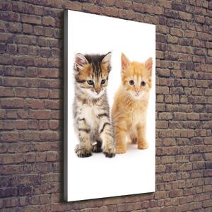 Print pe canvas Gri și roșu pisică