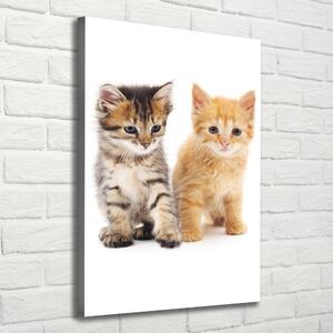 Print pe canvas Gri și roșu pisică