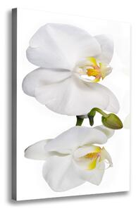 Print pe canvas alb orhidee