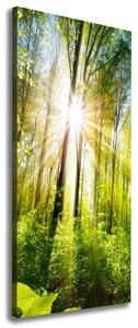 Imprimare tablou canvas Soare în pădure