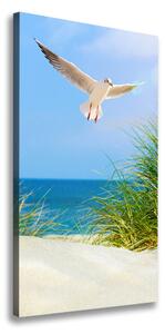 Tablou canvas Seagull peste dune