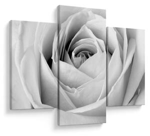 Tablou - Detailu de floare de trandafir (90x60 cm)