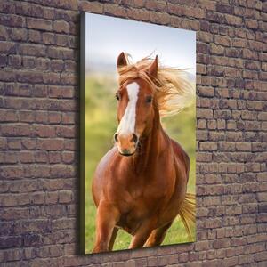 Imprimare tablou canvas Un cal în galop