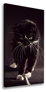 Tablouri tipărite pe pânză Pisica neagra