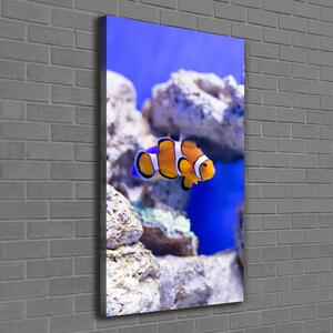 Tablou canvas Nemo pește