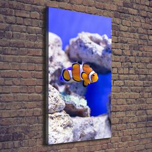 Tablou canvas Nemo pește
