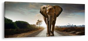 Tablou cu elefant (120x50 cm)
