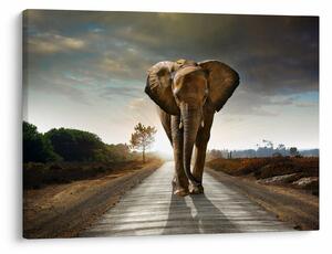 Tablou cu elefant (70x50 cm)