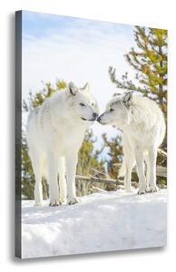 Imprimare tablou canvas Doi lupi albi