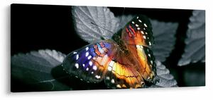 Tablou cu fluture (120x50 cm)