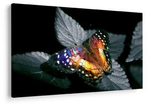 Tablou cu fluture (90x60 cm)