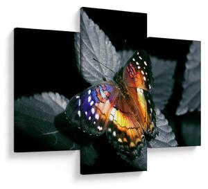 Tablou cu fluture (90x60 cm)