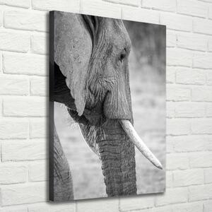 Imprimare tablou canvas elefant