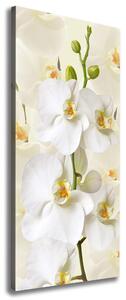 Pictură pe pânză alb orhidee