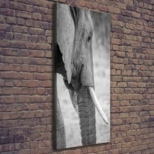 Imprimare tablou canvas elefant
