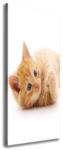 Tablou pe pânză canvas pisică ghimbir mici