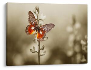 Tablou cu fluture (70x50 cm)