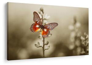 Tablou cu fluture (90x60 cm)