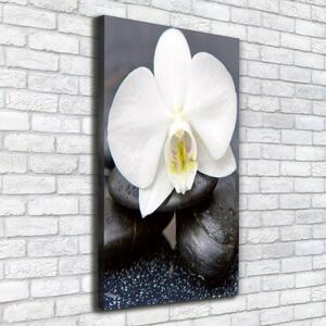 Print pe canvas Orhideea și pietre