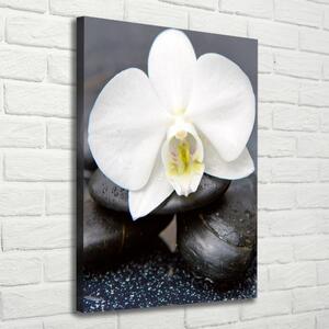 Print pe canvas Orhideea și pietre