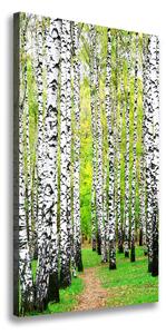 Tablou pe pânză canvas pădurea de mesteacăn