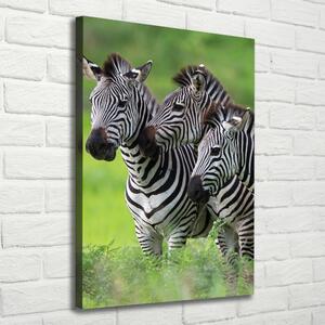 Tablou canvas trei zebre