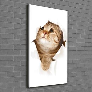 Tablou pe pânză canvas Pisică