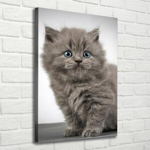 Imprimare tablou canvas pisică gri britanic